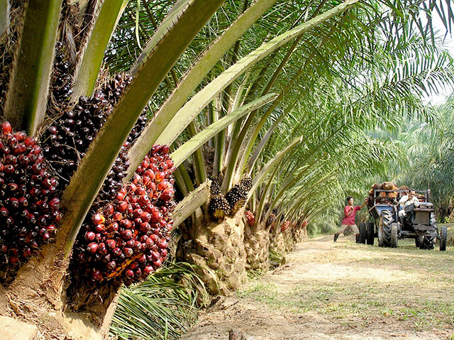kebun-sawit.jpg kebun-sawit.jpg